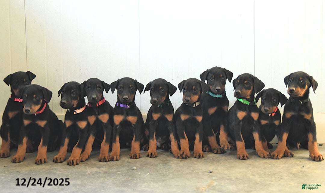 Doberman Pinscher dogs for sale: Bear - Ad 5