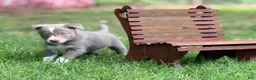 Border Collie dogs for sale: Lilac- short hair - Ad 9