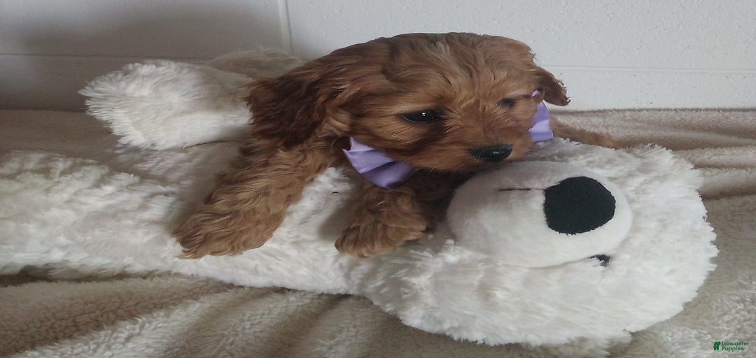 Gallery Image {{count}}