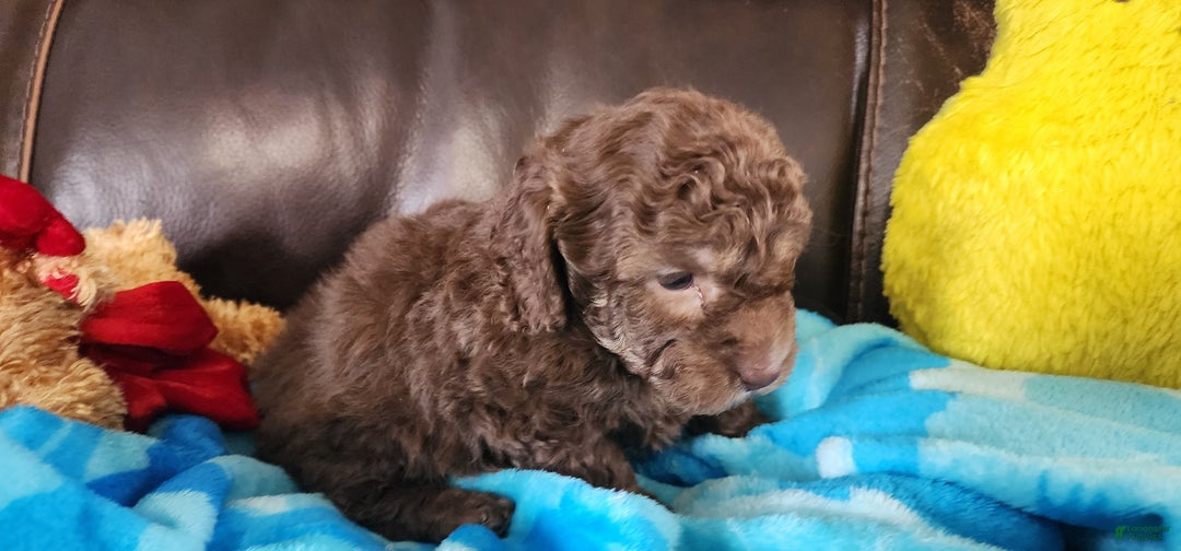 Shihpoo dogs for sale: Gregory - Ad 1