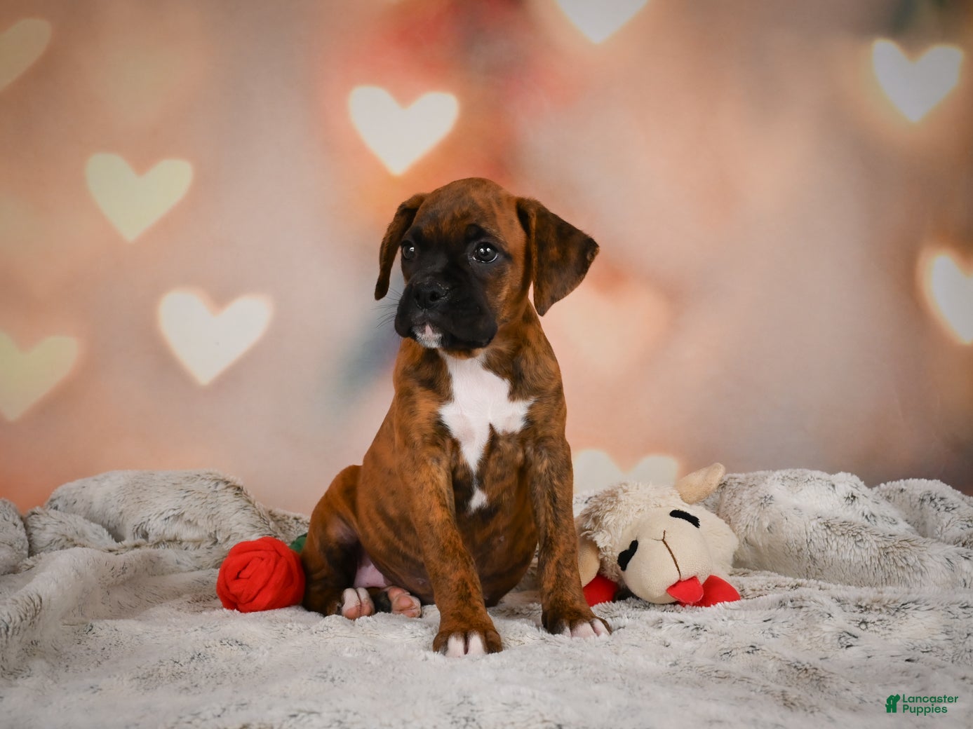 Boxer dogs Missy - Ad 2