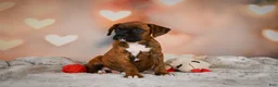 Boxer dogs for sale: Missy - Ad 6