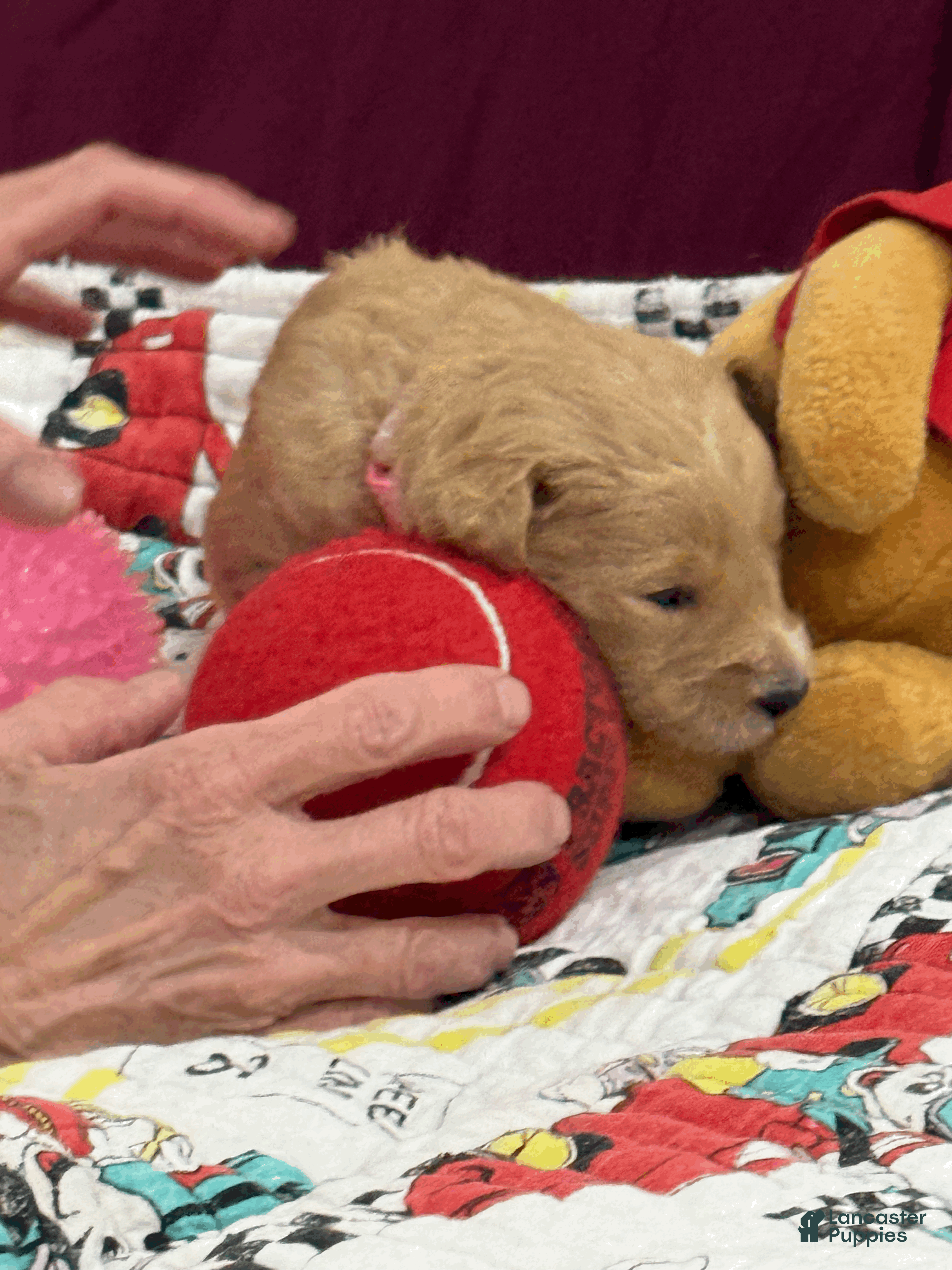 Goldendoodle dogs Pink - Ad 1