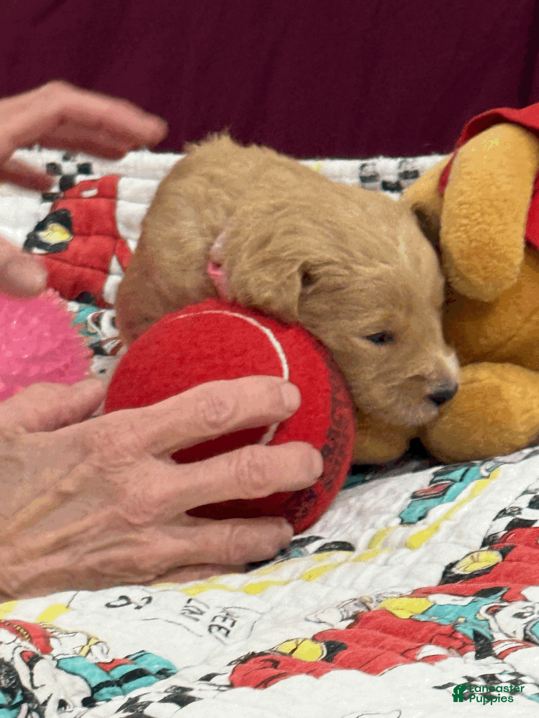 Goldendoodle dogs for sale: Pink - Ad 1