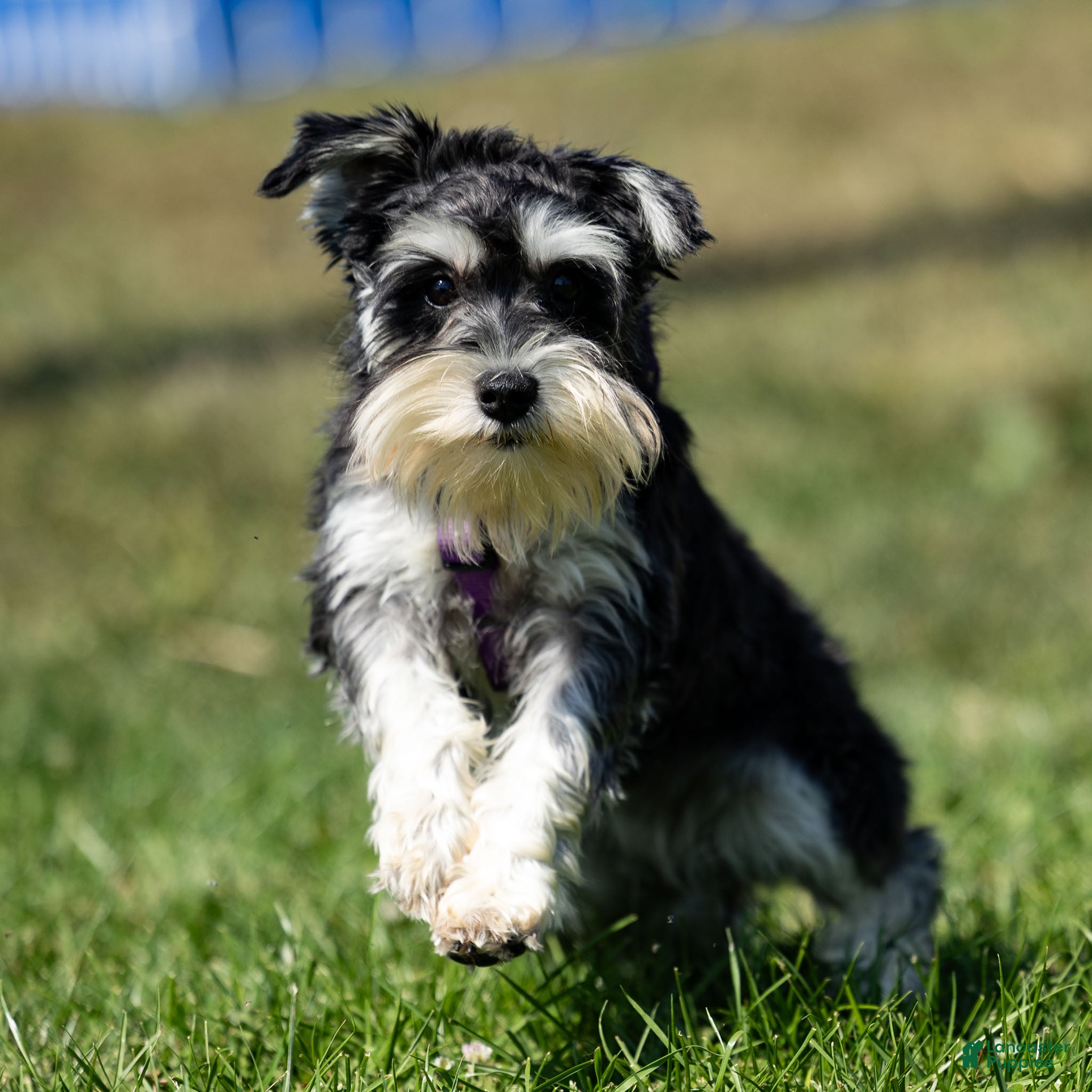 Anjing Snoozer Mini Miniature Schnauzer Puppy Miniature Schnauzer