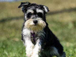 Miniature Schnauzer dogs - Ad 10
