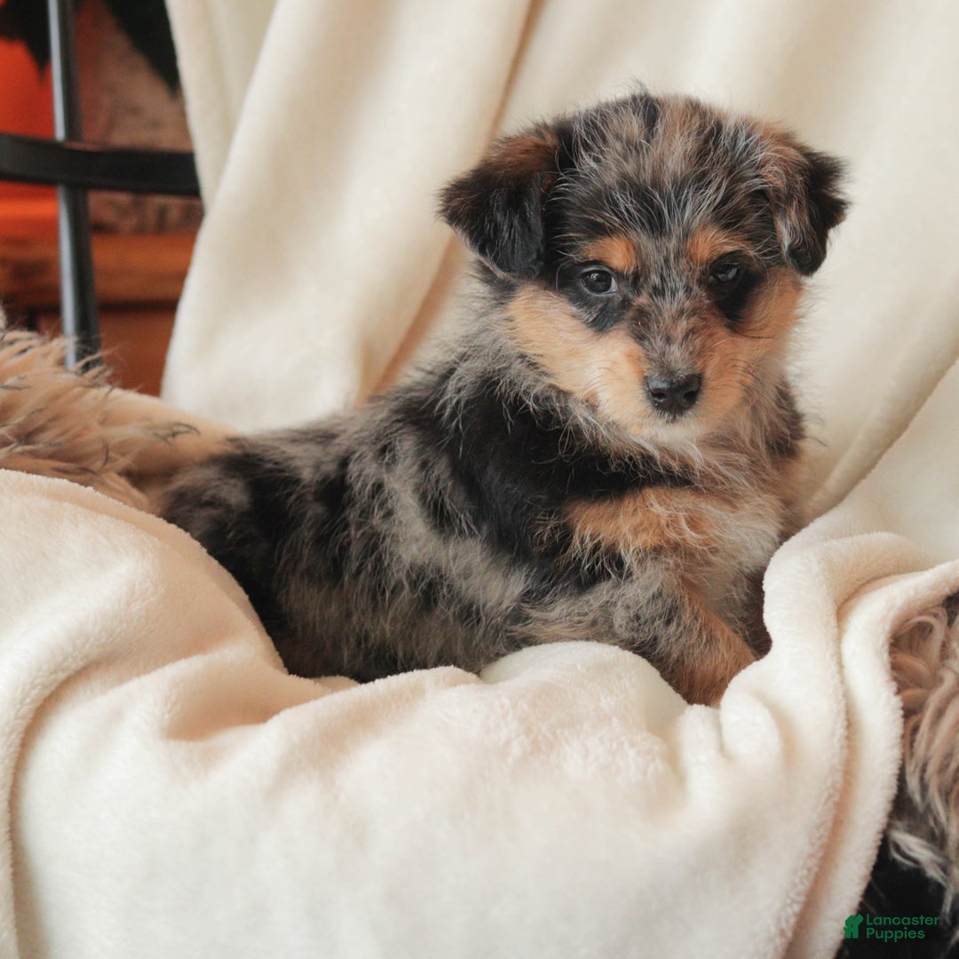Mixed Breed dogs for sale: Nibbles - Ad 4