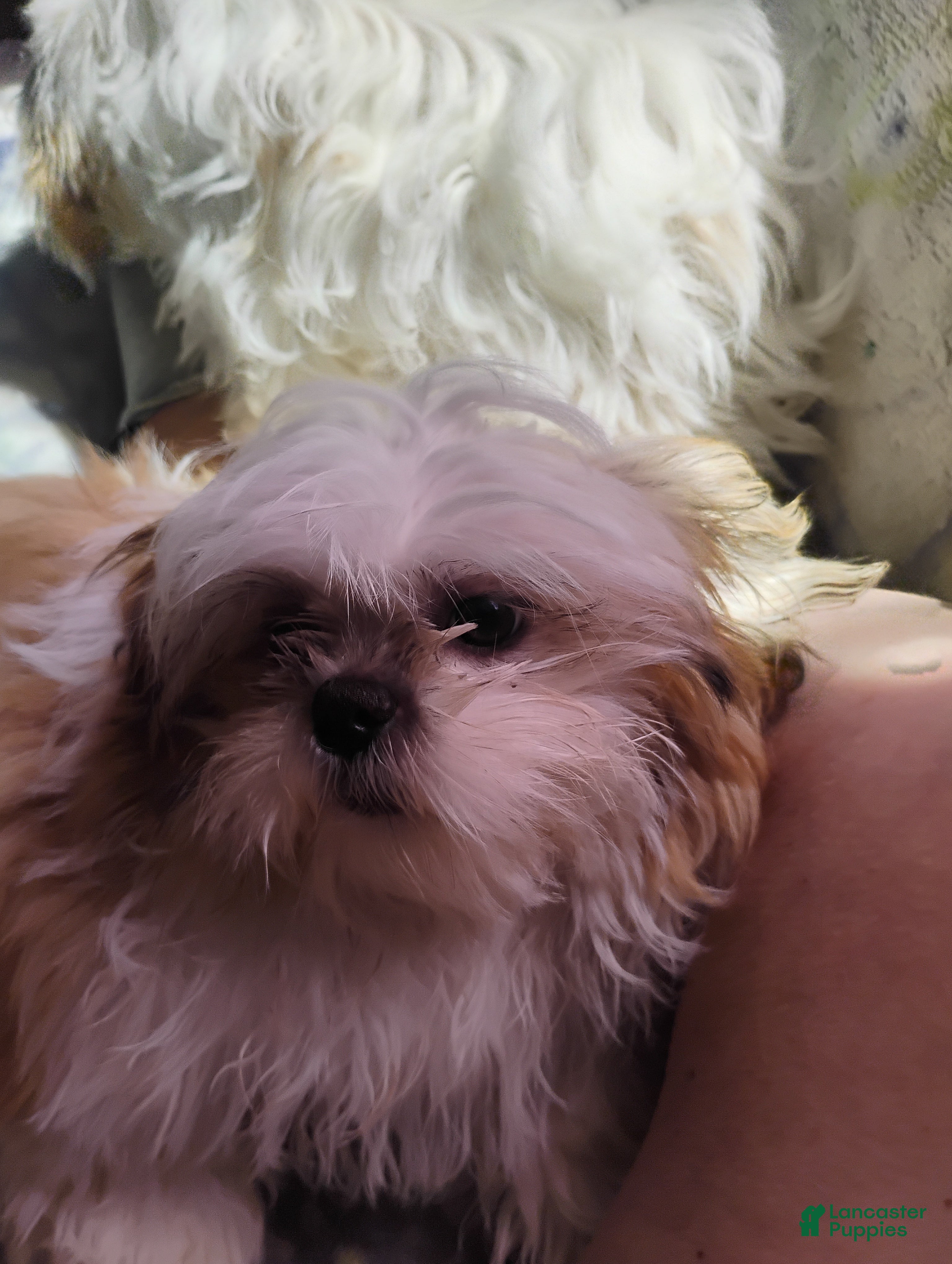 Shih Tzu dogs Shih Tzu 2 - Ad 37