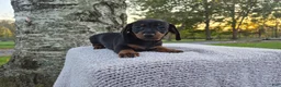 Miniature Dachshund dogs for sale: Remy  - Ad 36