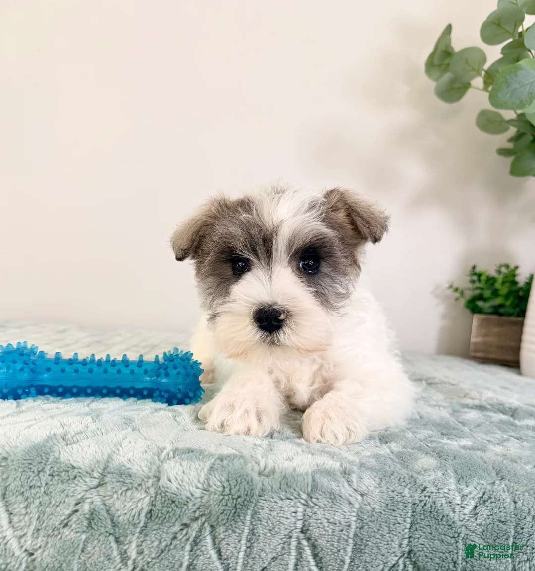 Miniature Schnauzer dogs for sale: AKC Barry - Ad 2