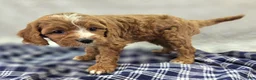 Cavapoo dogs for sale: Blizzard - Ad 17