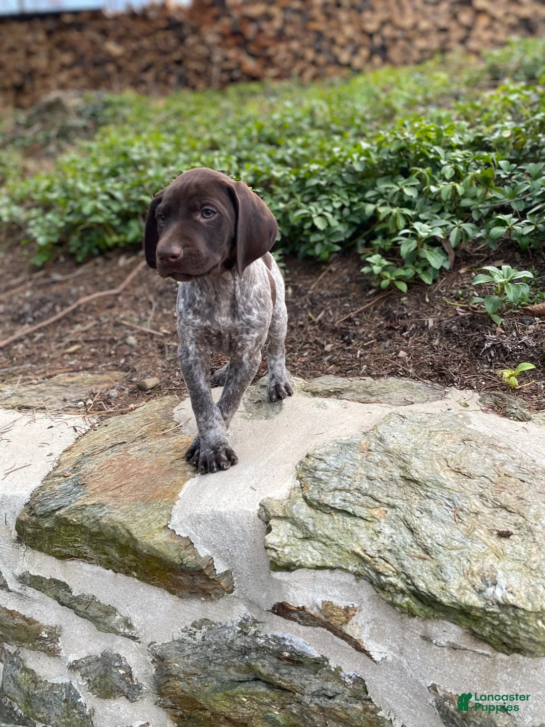 German Shorthaired Pointer dogs for sale: German Shorthaired Pointer “Maverick” - Ad 2