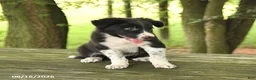 Border Collie dogs for sale: Forrest - Ad 4