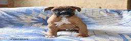 Boxer dogs for sale: Max - Ad 3