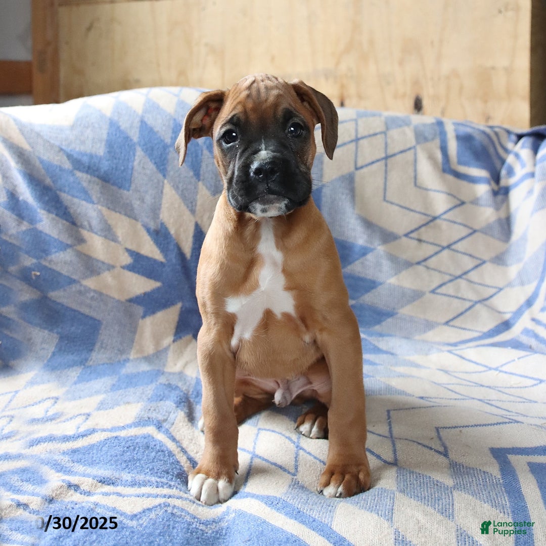 Boxer dogs for sale: Max - Ad 3