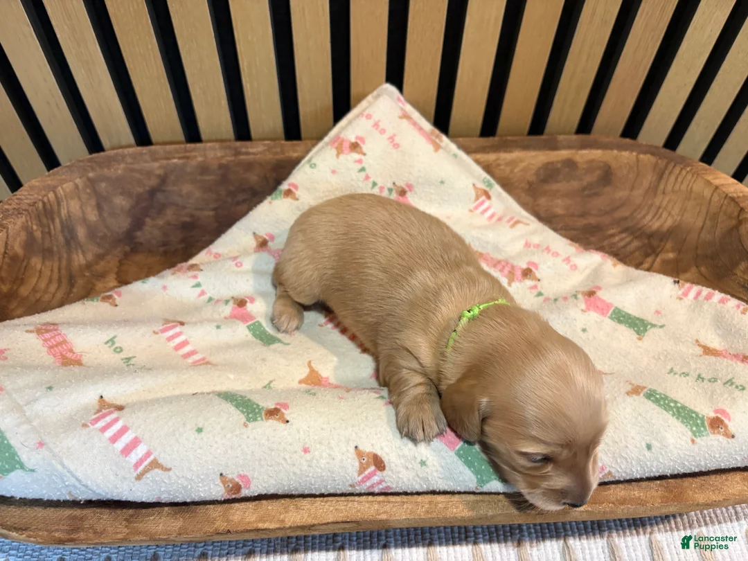 Miniature Dachshund dogs for sale: Pearl - Ad 1