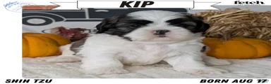Kip
