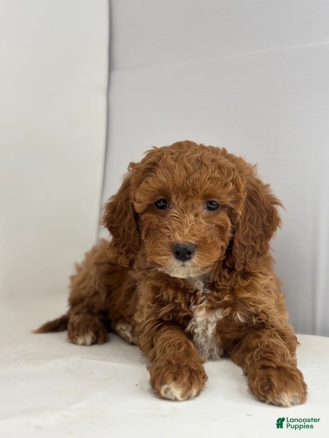 Mini Goldendoodle dogs for sale: Frieda - Ad 1