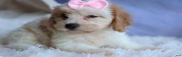 Cavachon dogs for sale: RACHEL - Ad 13