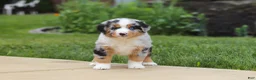 Miniature Australian Shepherd dogs for sale: Mable - Ad 7