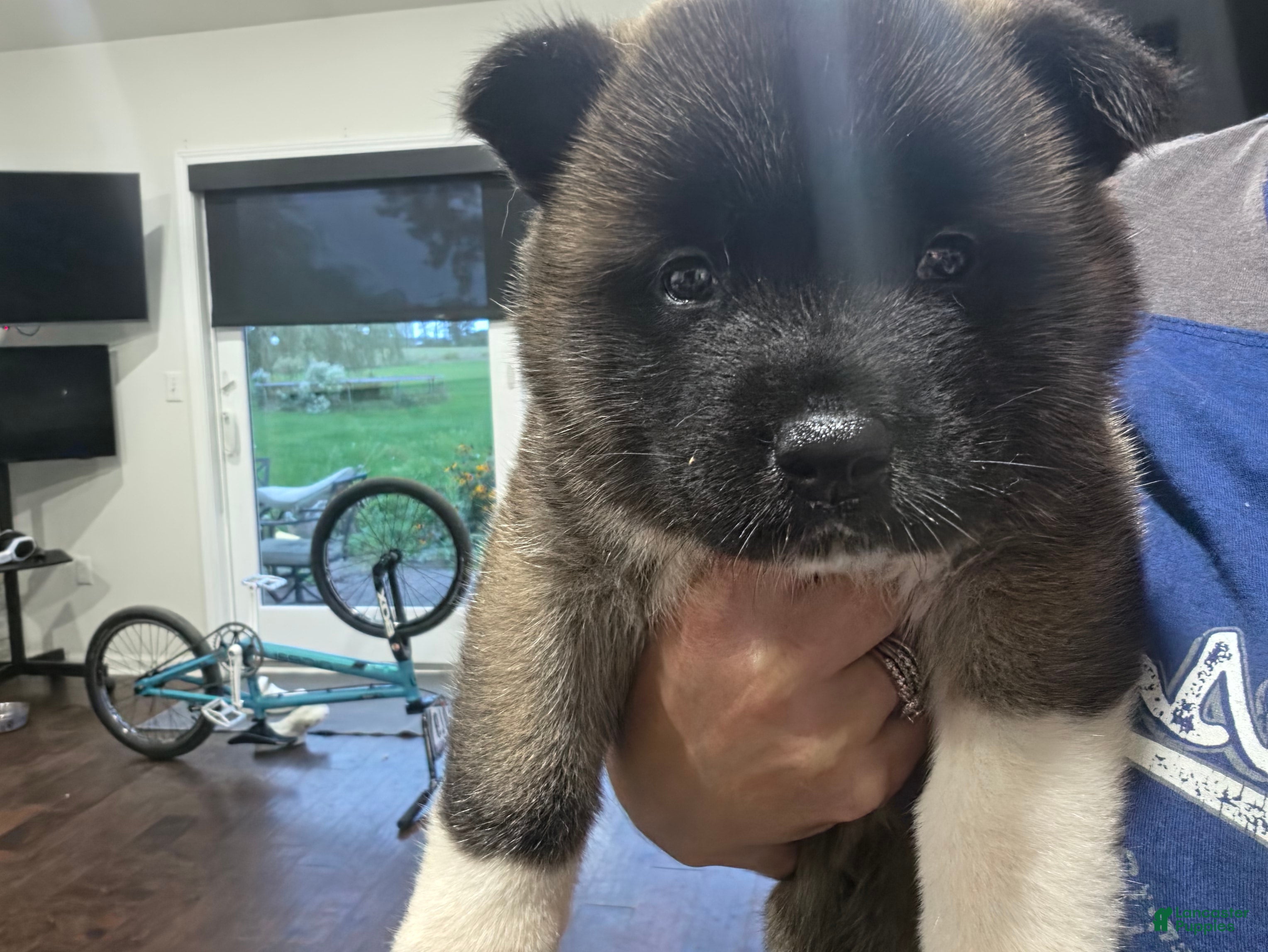 Akita dogs CRAPONE - Ad 1