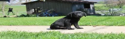 Labrador Retriever dogs for sale: Labrador Retriever Winston - Ad 9