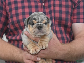 English Bulldog dogs Drover - Ad 13