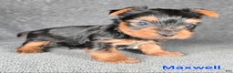 Yorkshire Terrier dogs for sale: Maxwell - Ad 12