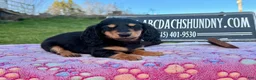 Miniature Dachshund dogs for sale: Russian - Ad 1