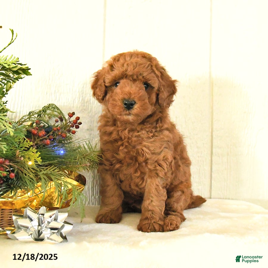 Toy Poodle dogs Bow - Ad 15