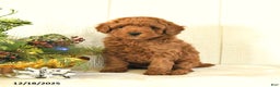 Toy Poodle dogs for sale: Bow - Ad 1