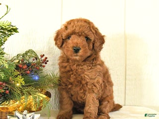 Toy Poodle dogs Bow - Ad 30