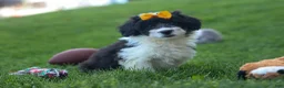Corgipoo dogs for sale: NORMAN - Ad 10
