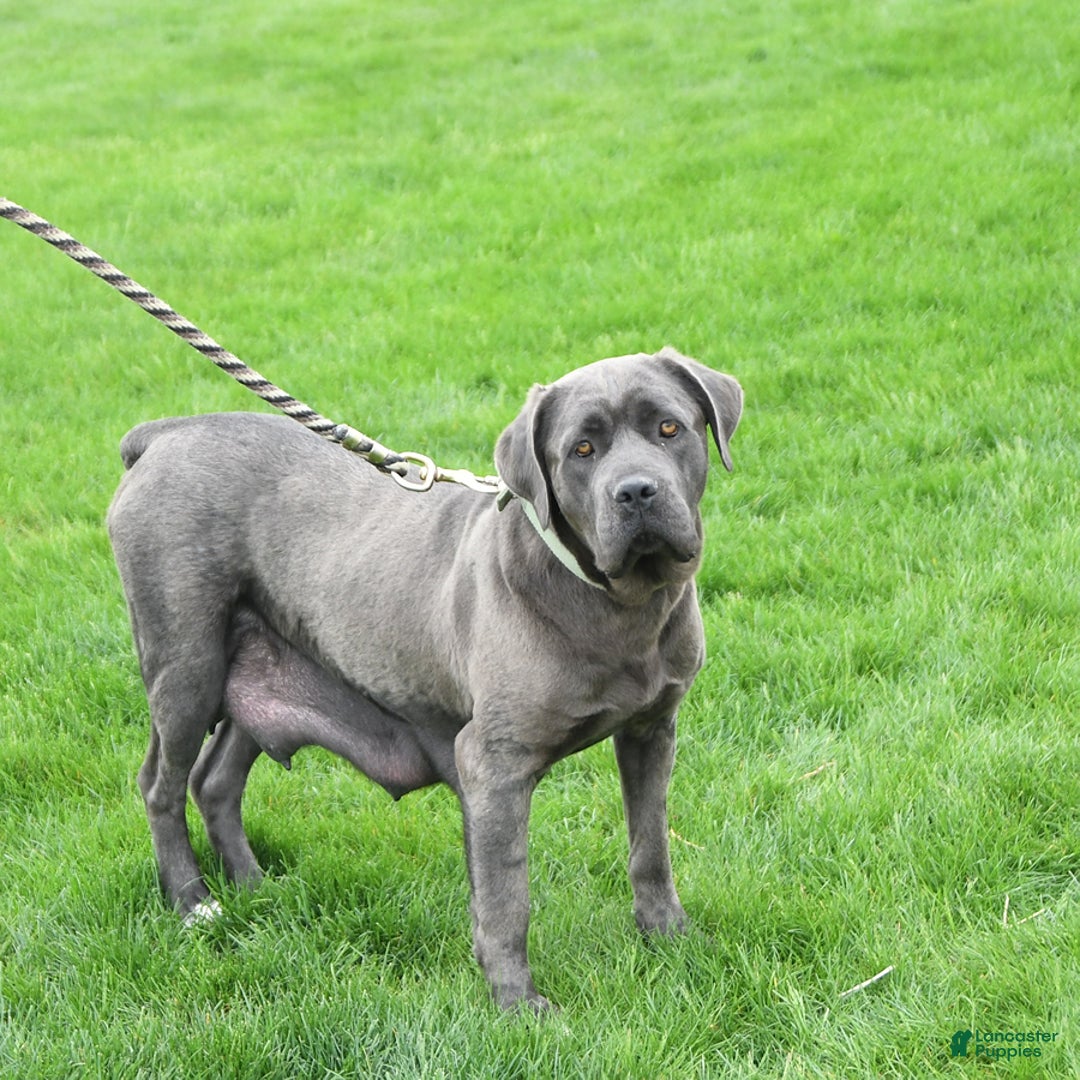 Cane Corso dogs for sale: Zane - Ad 15