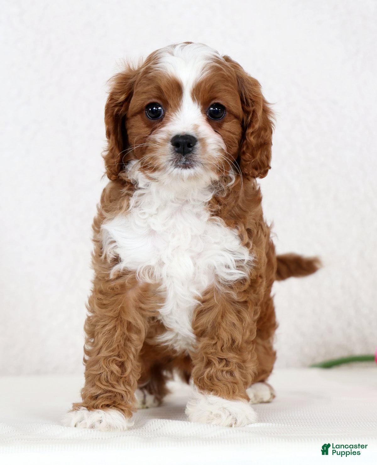 Cavapoo dogs Cecile - Ad 2