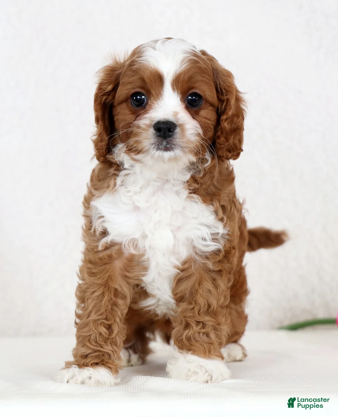 Cavapoo dogs for sale: Cecile - Ad 2