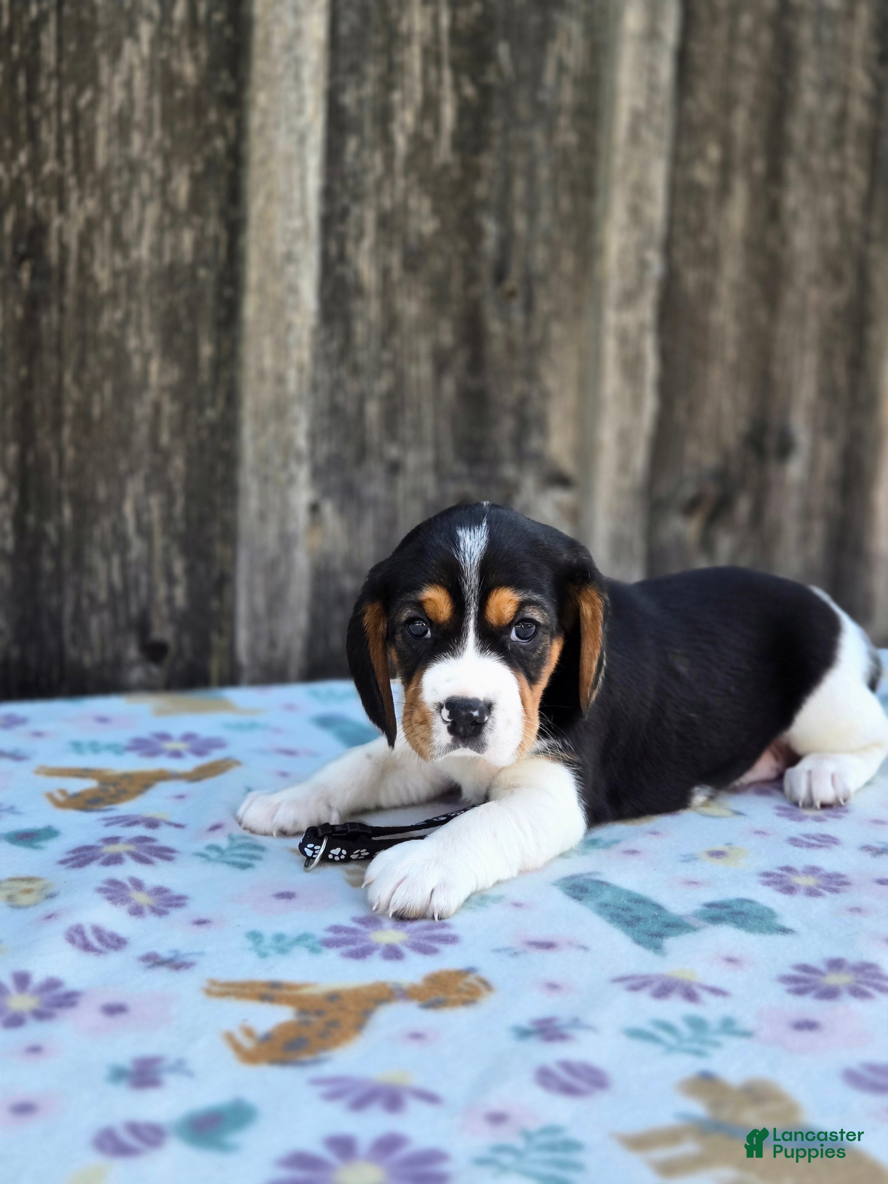 Beaglier dogs Duke - Ad 2