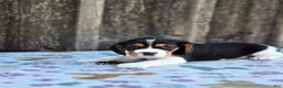 Beaglier dogs for sale: Duke - Ad 2