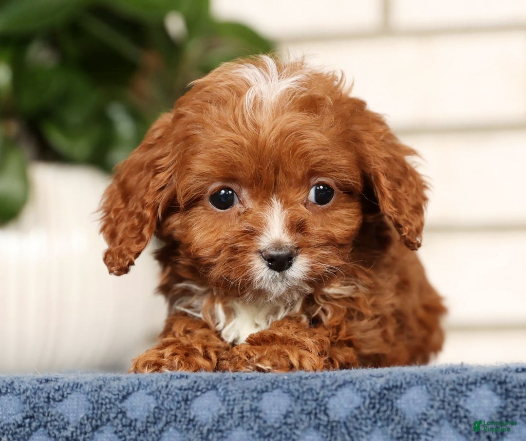 Cavapoo dogs for sale: Dusty - Ad 5