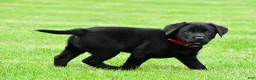 Labrador Retriever dogs for sale: Lola - Ad 6