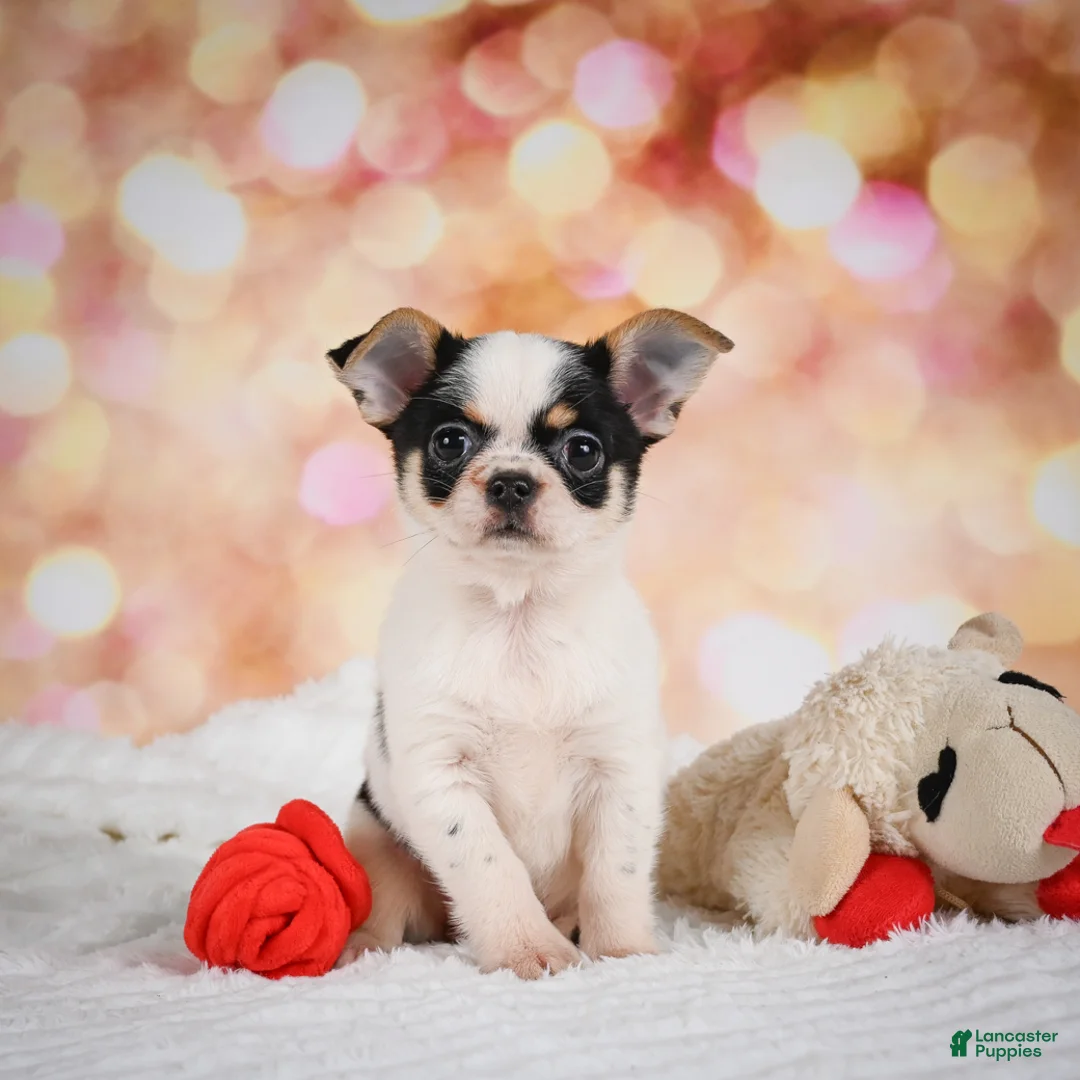 Chihuahua dogs for sale: Chloe - Ad 1