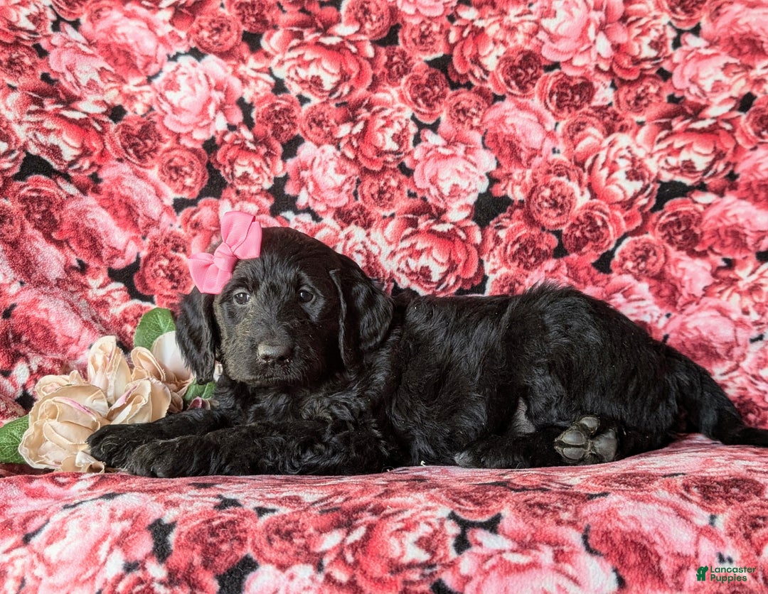 Goldendoodle dogs for sale: Felicia Standard size Hypoallergenic - Ad 5