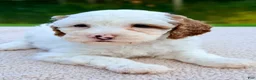 Mini Goldendoodle dogs for sale: Marshmallow-petite  - Ad 4