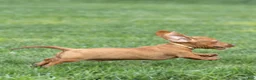Miniature Dachshund dogs for sale: Mylan Miniature Dachshund  - Ad 5