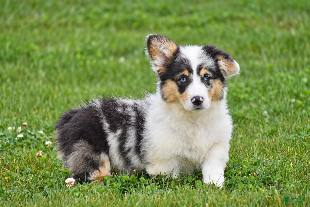 Welsh Corgi Pembroke dogs for sale: Jenna - Ad 2