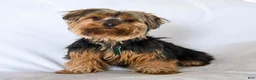 Yorkshire Terrier dogs for sale: Pretzel - Ad 6