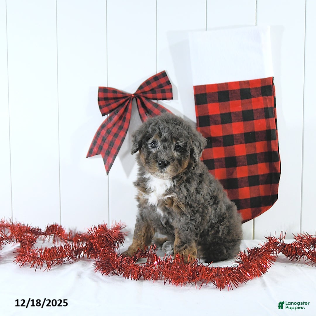 Mini Bernedoodle dogs for sale: Sandra - Ad 5