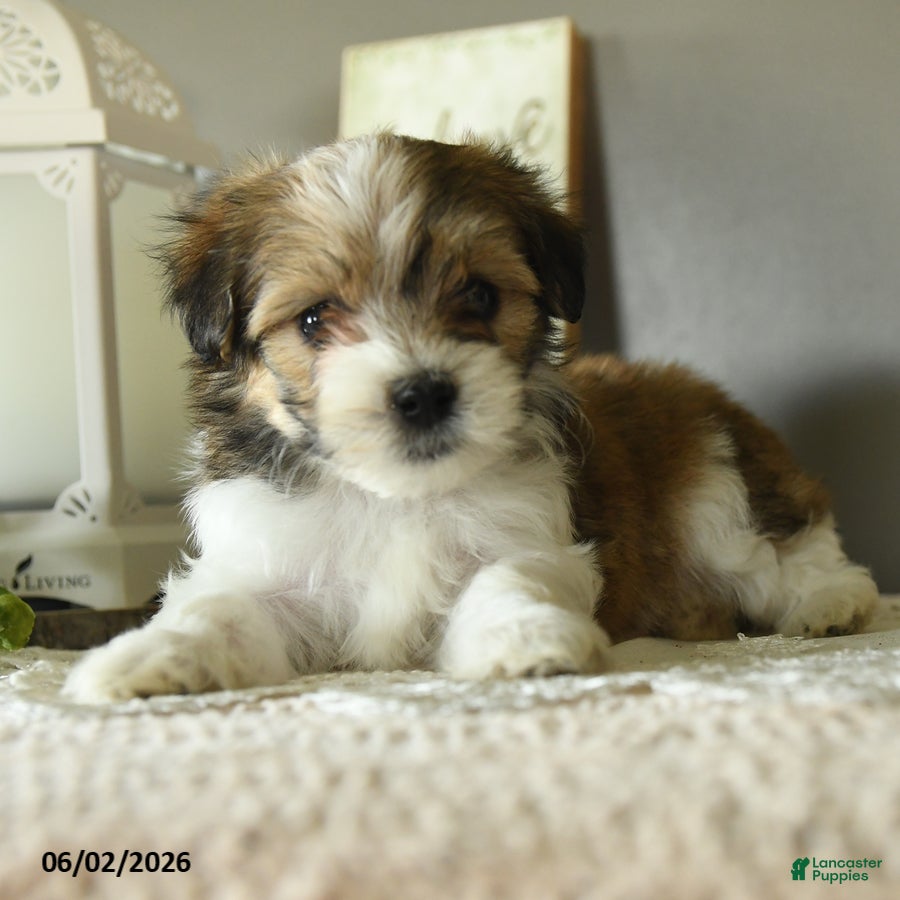 Mixed Breed dogs Jake - Ad 2