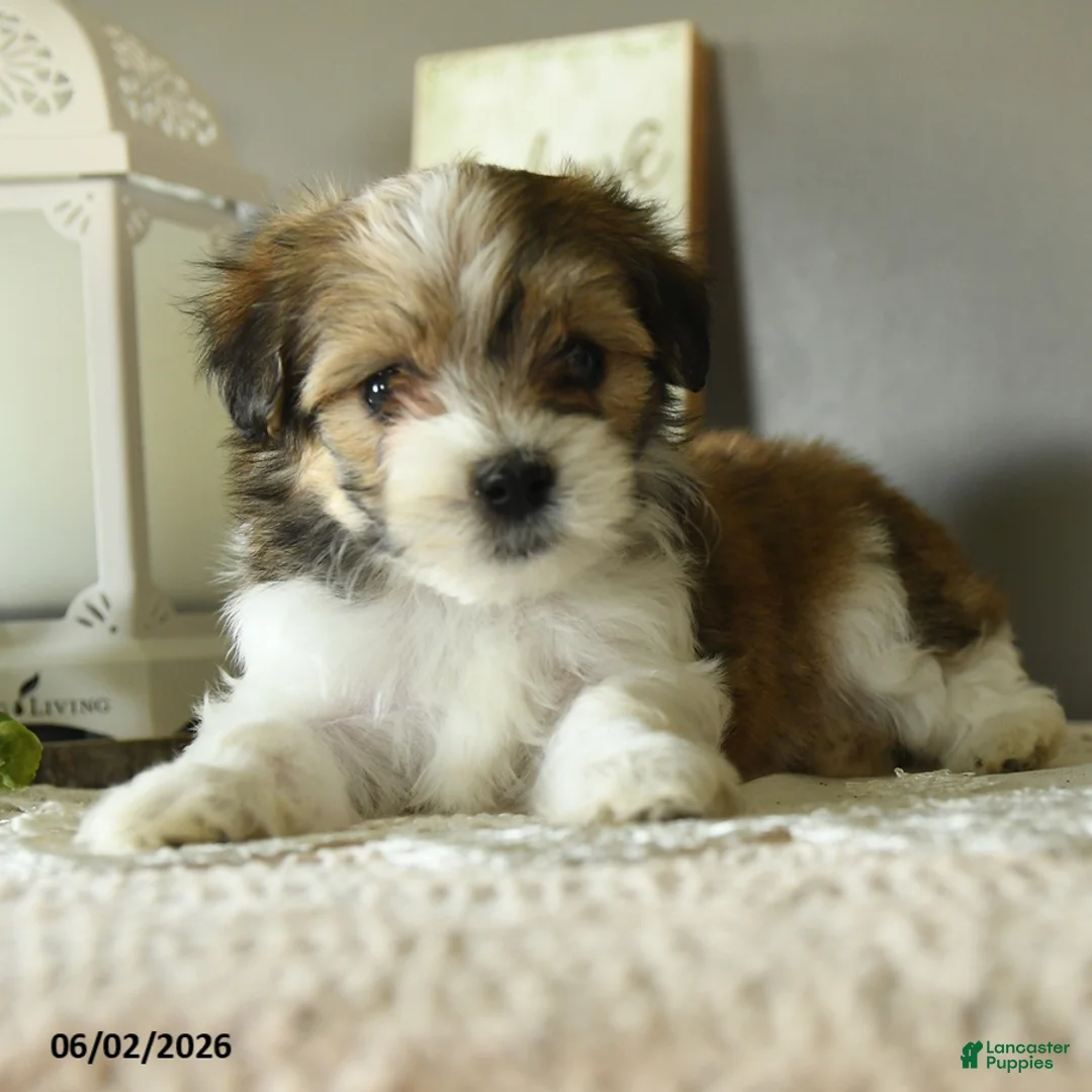 Mixed Breed dogs for sale: Jake - Ad 2