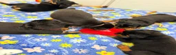 Rottweiler dogs for sale: Rottweiler 6 - Ad 15
